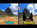 Perspectiva de um Golden vs Pastor Malinois - (O delicado e o atribulado)