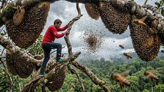 Solo 150m Giant Tree Climb for 20KG Wild Honey | Extreme Wild Honey Journey