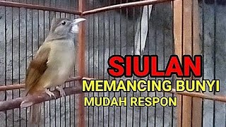 Inilah suara siulan kapas tembak yang bagus buat terapi katem kurang emosi