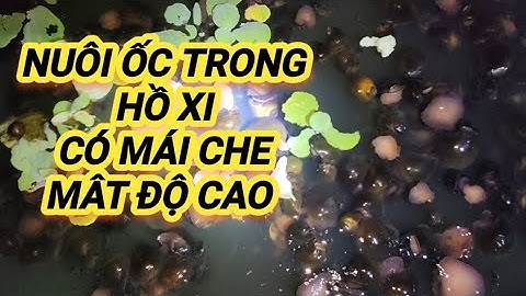 Nuôi Ốc Bươu Đen Trong Hồ Xi Măng,Có Mái Che " Ưu và nhược điểm " Chi tiết ở phần mô tả Video
