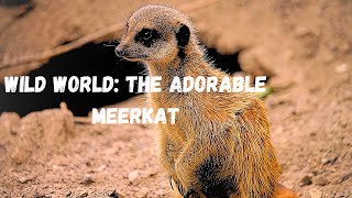 Wild World: The Adorable Meerkat by Arthur and the Animal Kingdom 223 views 2 months ago 12 minutes, 50 seconds