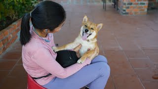 Puppy Pals and Training Fails: A Hilarious Journey