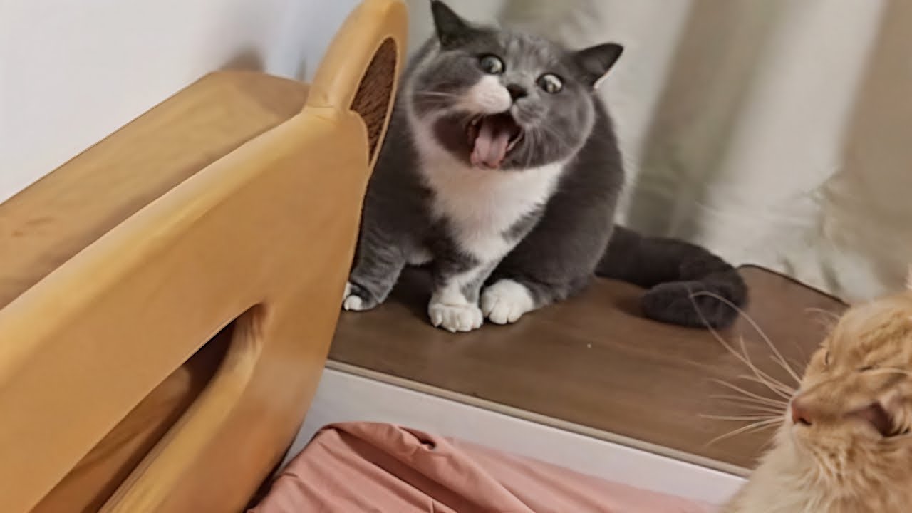 CATS: Totally Bonkers and Unpredictably Smart
