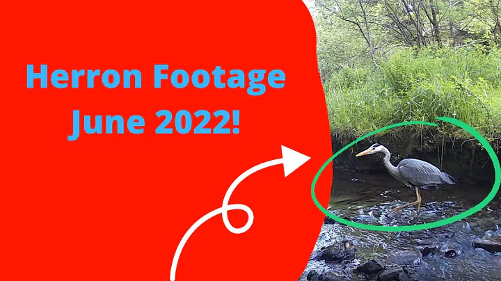 Heron Footage June 2022