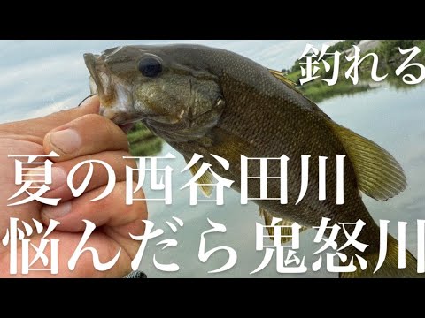 【バス釣り】ポイント悩んだらここ！夏の鬼怒川と西谷田川【ブラックバス】