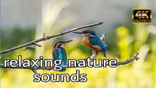 Relaxing Music -The SOUND EFFECTS MAKE STRESS HEAL AT THE TIME! YOU SUFFERING INSOMNIA MUST LISTEN