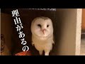 【メンフクロウの鳴き声】メンメンが鳴いてる理由とは？！