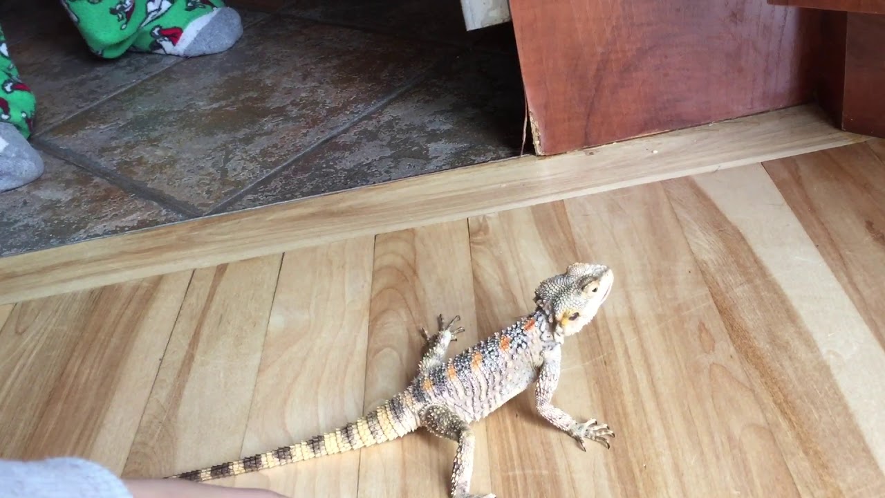 Painted agama vs Pea