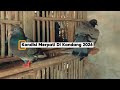 Cek kondisi merpati di kandang