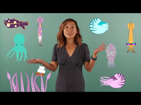 Video: Cephalopods: Maelezo Mafupi Ya Darasa