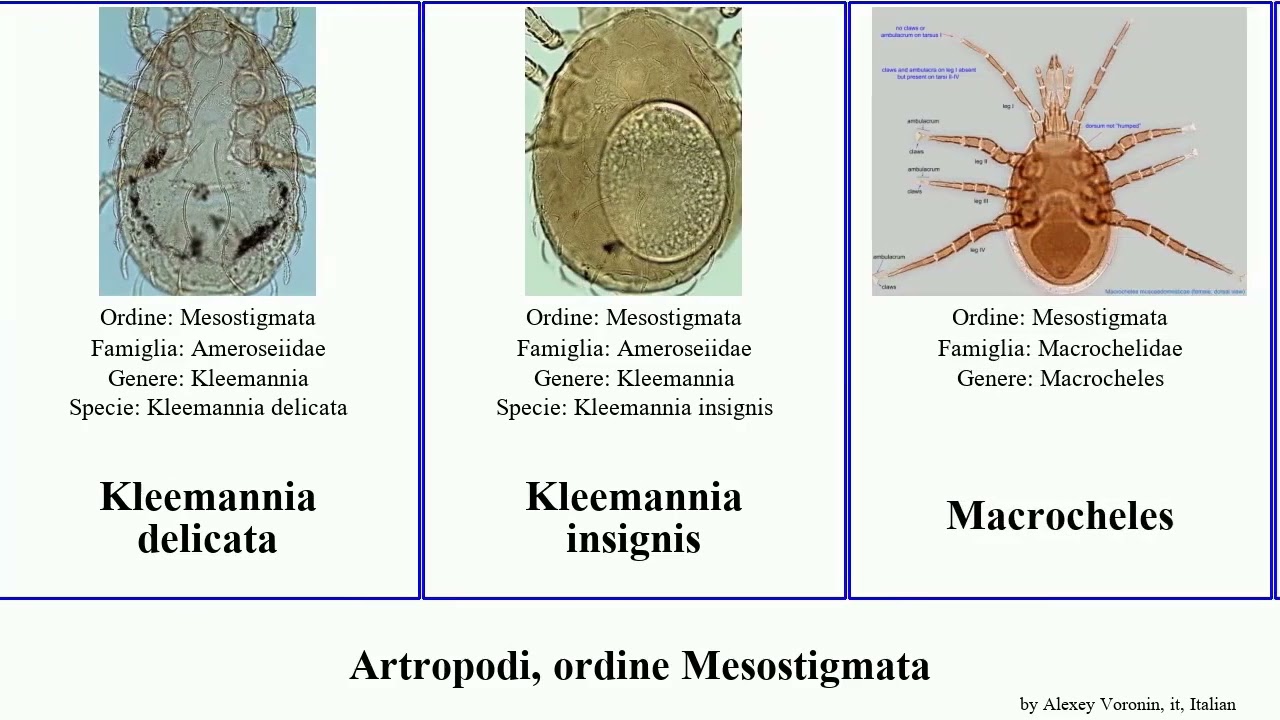 Artropodi, ordine Mesostigmata arthropoda insignis delicata carinatus Blattisocius Ameroseiella