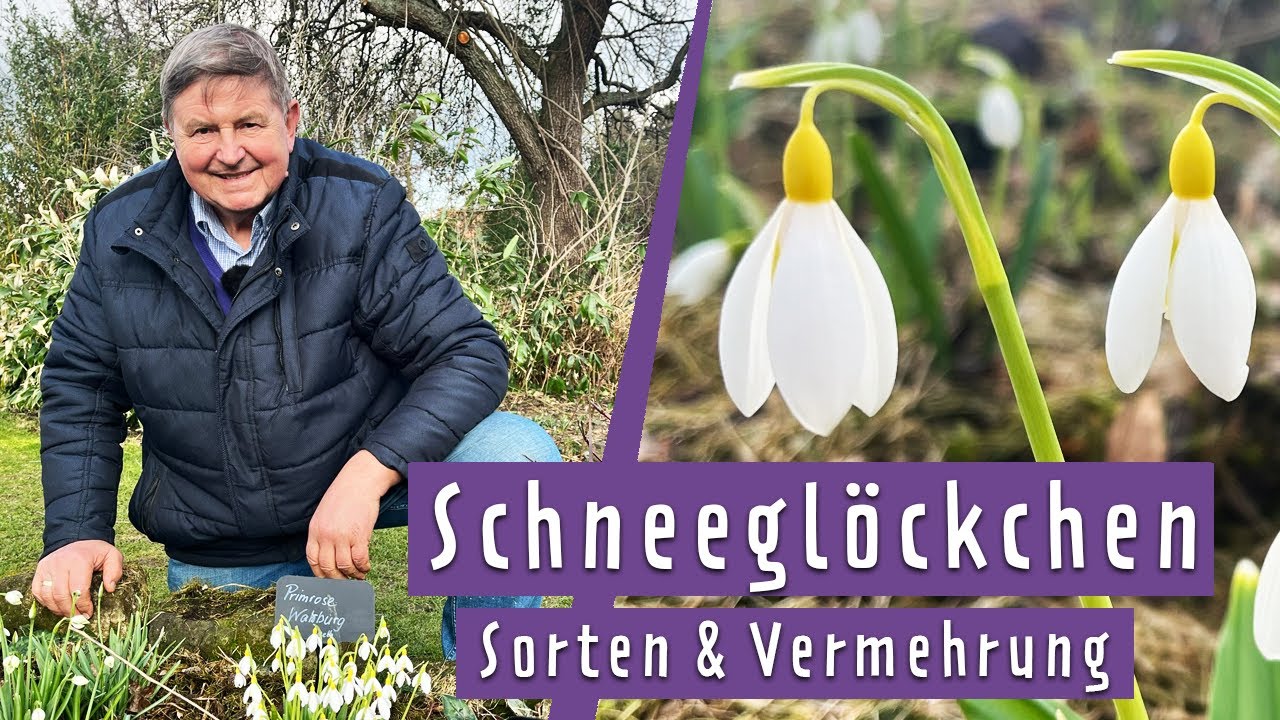 Schneeglöckchen pflegen, vermehren und tolle Sorten entdecken MDR