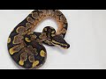 Sable calico yellowbelly clutch update
