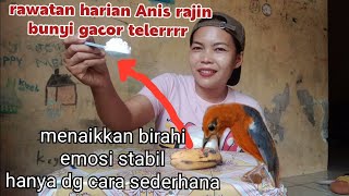 Bukan RAHASIA, trik jitu menaikkan birahi ANIS merah agar cepat GACOR telerrrr