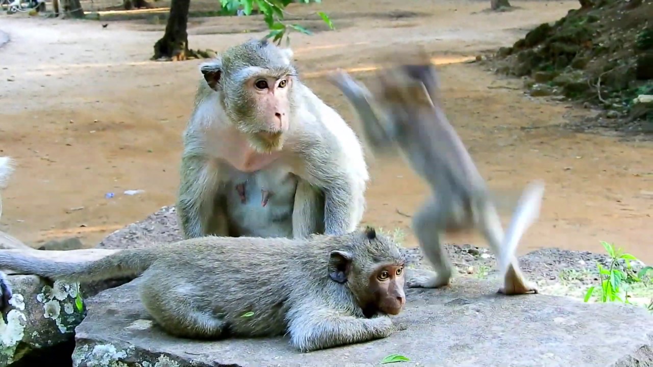 Grandma Merry & Poor Baby Monkey Jessie|Poor Baby Jessie Have Merry Take Care Of Her