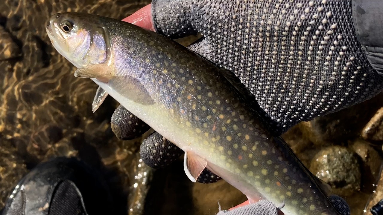 한겨울 드라이 훅 플라이낚시 Dry Hook Fly Fishing In Winter