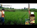 Padi perawatan mudah pupuk langka nggak jadi masalah