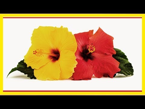 Vidéo: Avantages étonnants De L'hibiscus