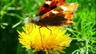 Jangan Takut Gelap (Video Lirik)