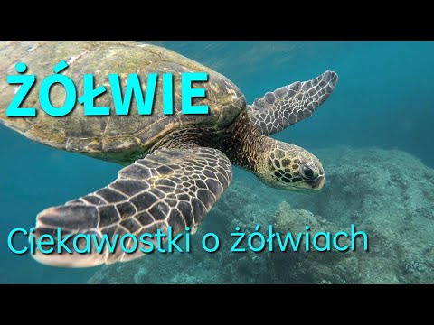 Wideo: Gdzie żyją żółwie?