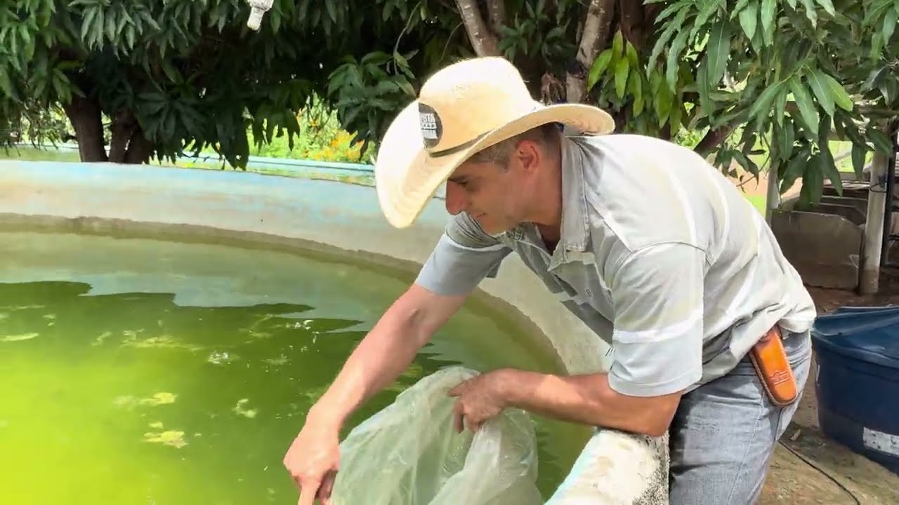 COLOQUEI MAIS PEIXES NO LAGO