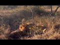 Mapoza male lion killed a hyena this morning  17 may 2024