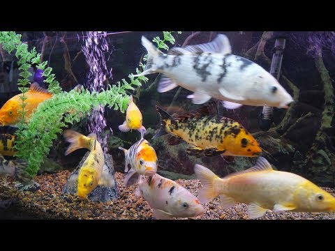 Видео: Как да залепя аквариум