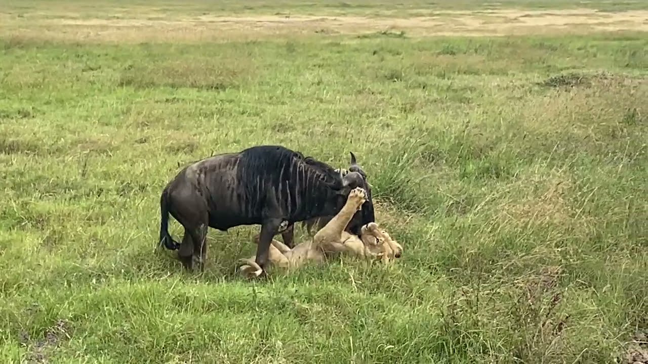 ⁣Unbelievable Lion Attack - What Happens Next Will Shock You !