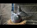 How I Pre-Pair My Racing Pigeons Before Breeding Season 2026