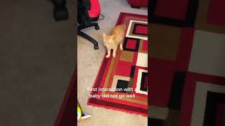 Cats Reaction To Crying Babies