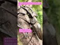 【昆虫衝撃アーカイブ】ミヤマクワガタ対カブトムシ。決闘の予感を研究する。命を繋ぐための執念と驚きの生態を4K高画質で記録 #ミヤマクワガタ #カブトムシ #昆虫図鑑 #昆虫観察 #insects