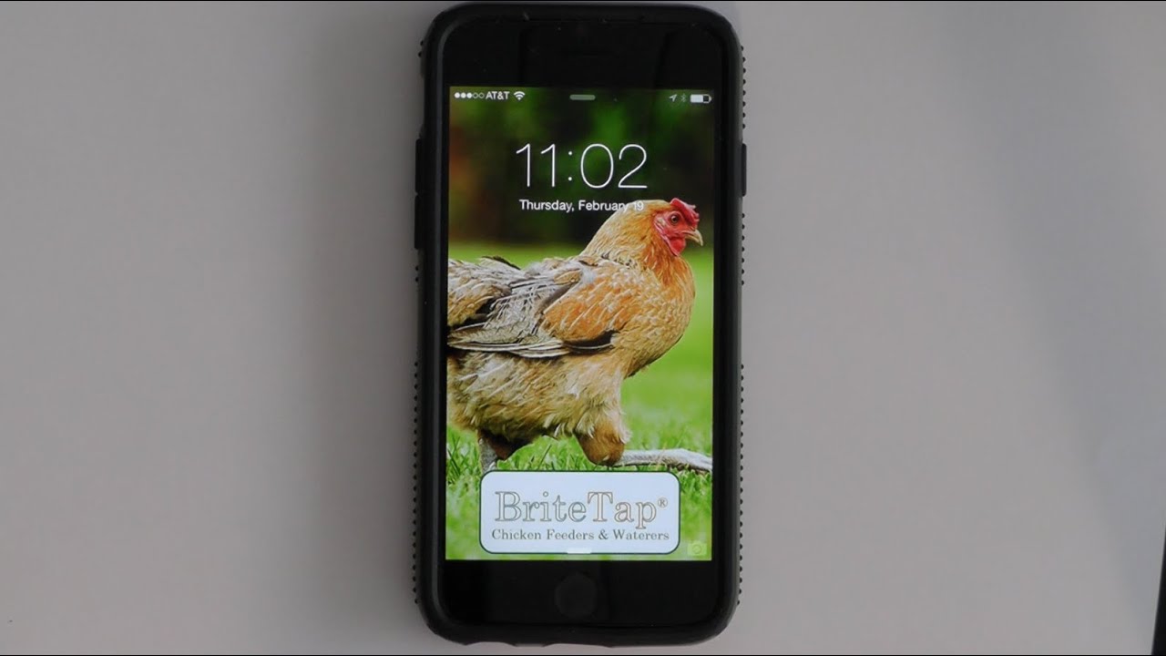 Free Rooster Ringtone & Alerts YouTube