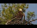 Olympus OM-1. Eagles Nesting on the Riverbank Near Home facing difficult challenges raising a family