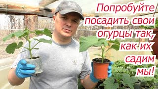 Наш способ посадки огурцов, при котором мы всегда с отличными урожаями!