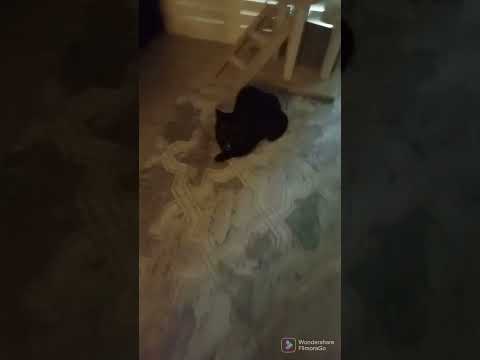 A talking African grey talking parrot and a cat