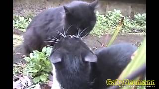 Lustige Videos Zum Totlachen _ Lustige Katzen Videos _ Witzige Katzen #22