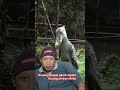 Burung bangau paruh sepatu burung air dari Afrika #shots