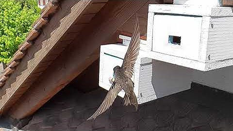 Mauersegler / Common Swift / Rondone / Martinet noir Slow Motion 1