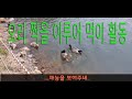 오리들의 먹이 활동,초봄의 오리들의 나들이