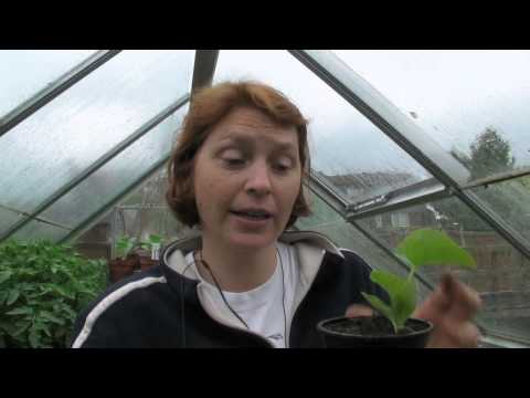 Video: Šta je Ambrosia cantaloupe?