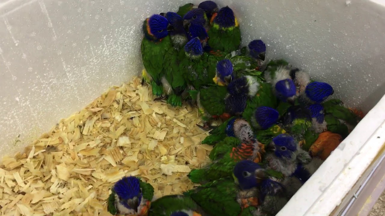 Parrot 🦜 chicks🐣.. Kuwait pets market... YouTube