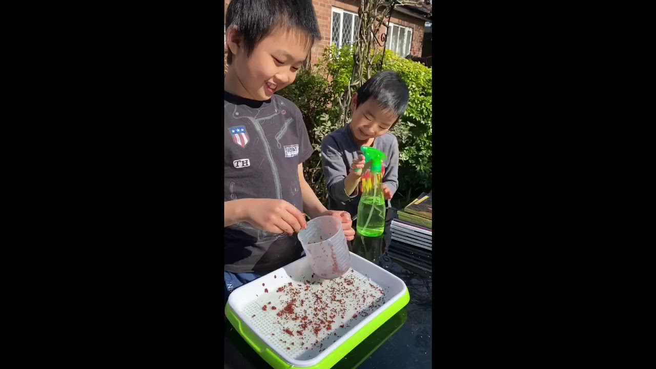 How to grow broccoli microgreens at home with water? Easy to grow, harvest in a week! #2