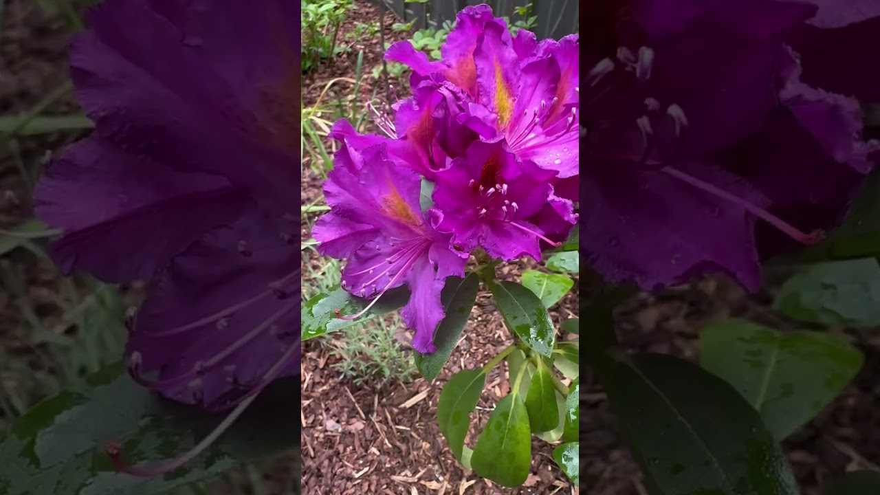 Rhododendron Libretto #flowers #garden #blten #backyard #shorts  #bltenpracht #gardening #plants - YouTube