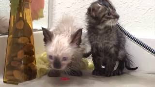 New Foster Kittens Get Baths! So Many Fleas! Five Weeks Old!