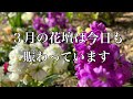 【ガーデニング】～我が家の3月の庭～催花雨の後で