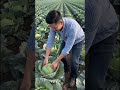 #song #shorts #agriculture #farming #trending #newreel #ytshorts #youtubeshorts #status #viral
