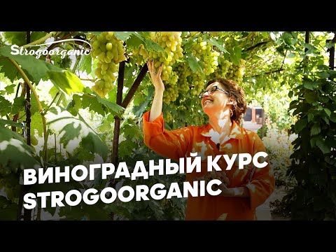 Как вырастить виноград везде? / Виноградный курс от Strogoorganic.