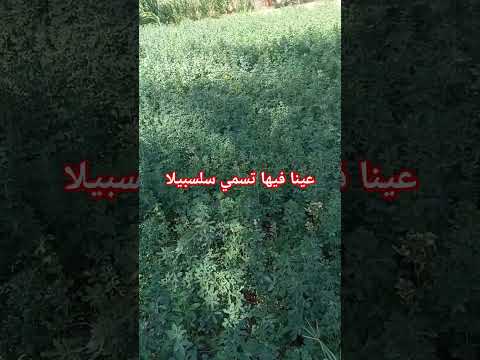 عينا فيها تسمي سلسبيلا