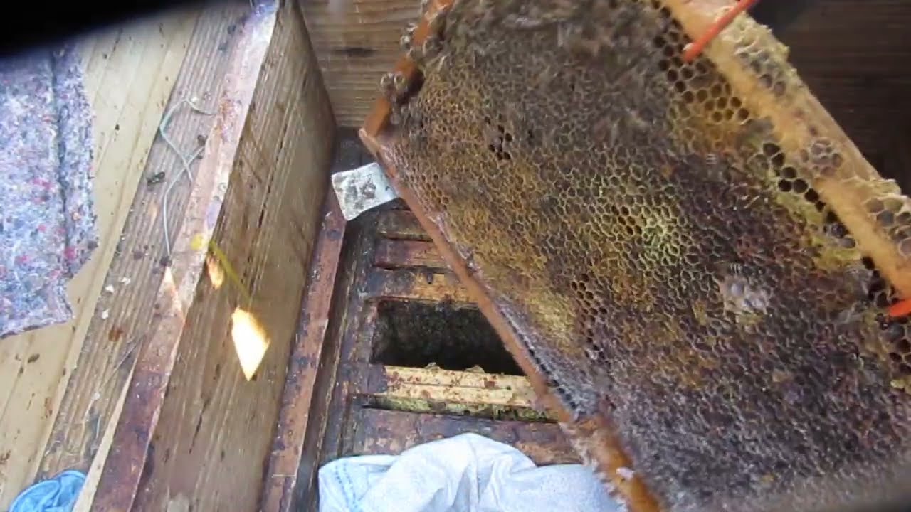 Co się dzieje na wiosnę matki pszczele  nie przyjęte przez pszczoły .2026r0307