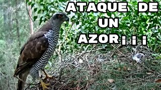 Ataque de un azor a un nido de Águilas calzadas (Parc Natural dels Ports)